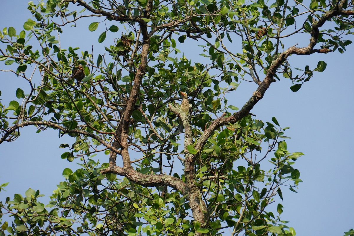 Lineated Barbet - Shiyu Ding