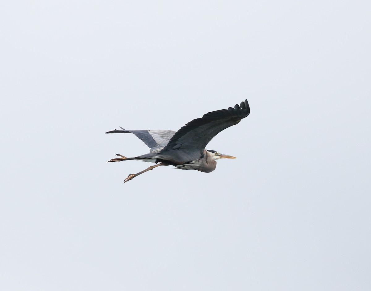 Great Blue Heron - ML619431031