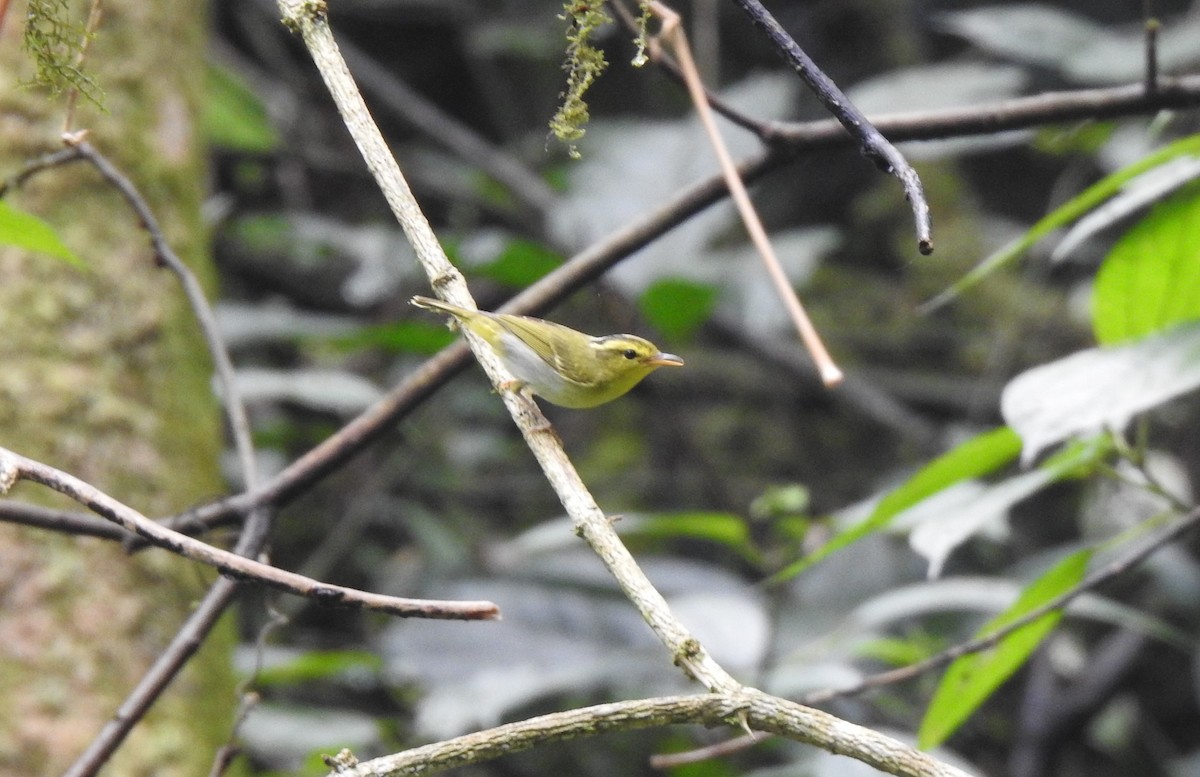 Yellow-vented Warbler - Suebsawat Sawat-chuto