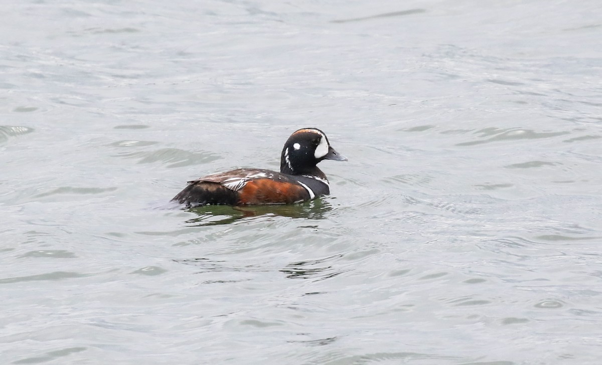 Harlequin Duck - ML619431035