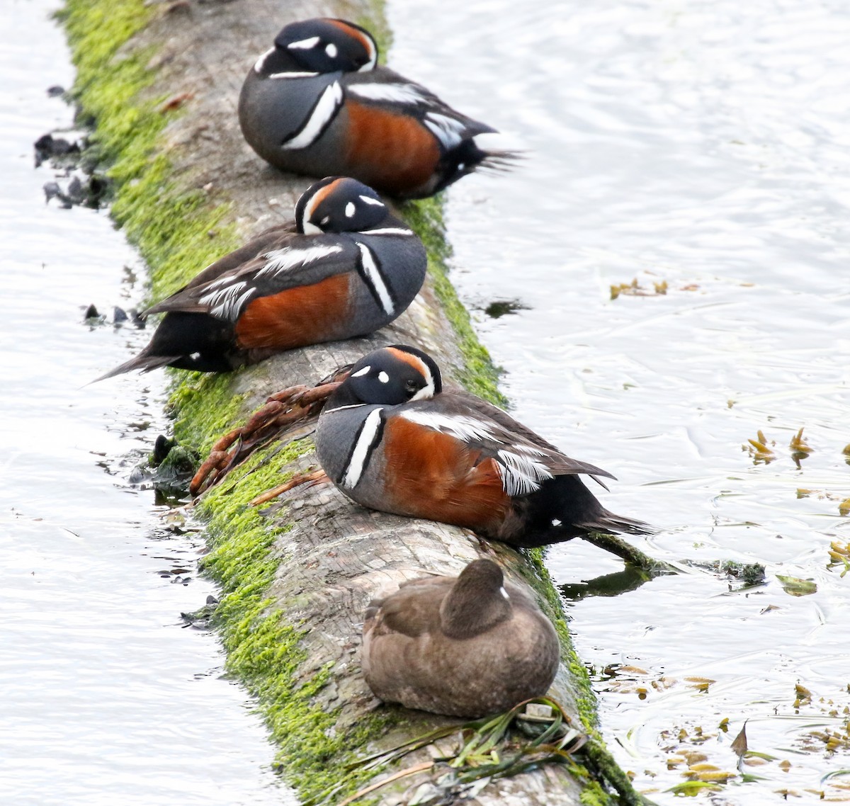 Harlequin Duck - ML619431036