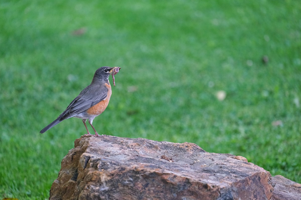 American Robin - Rodolfo Ramírez