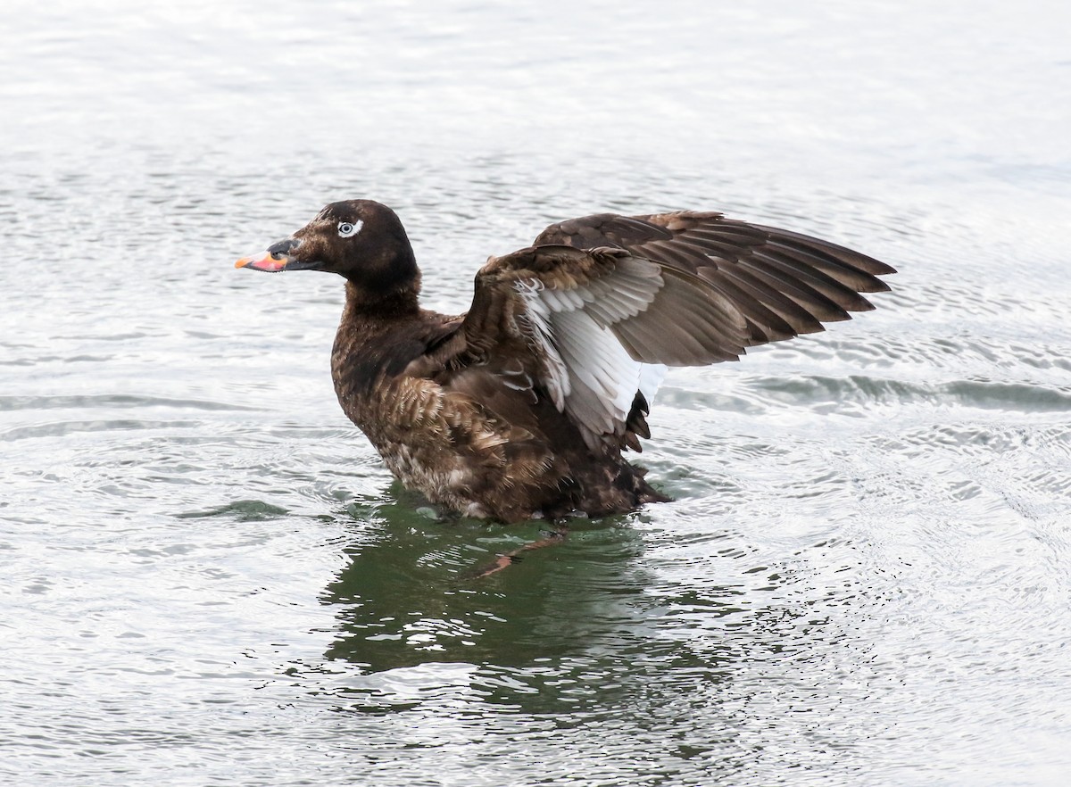 White-winged Scoter - ML619431046