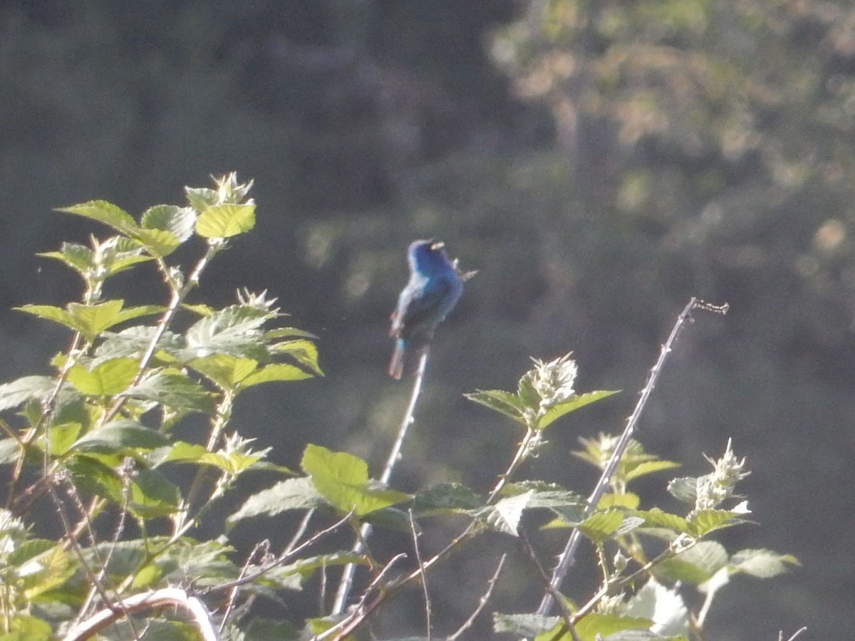 Indigo Bunting - Aidan Healey