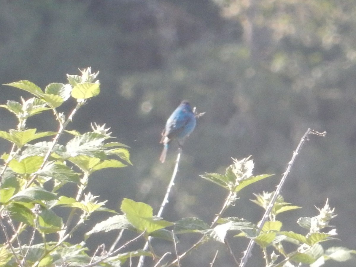 Indigo Bunting - ML619431049