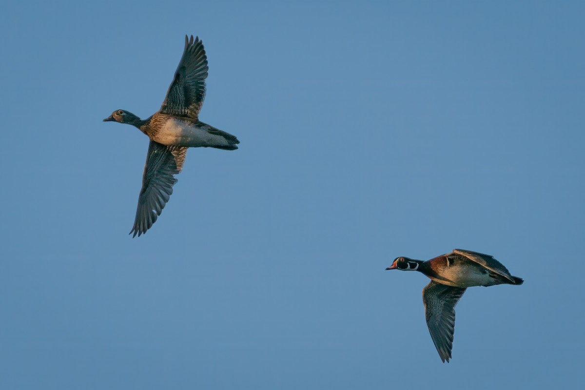 Wood Duck - Rick Wilhoit