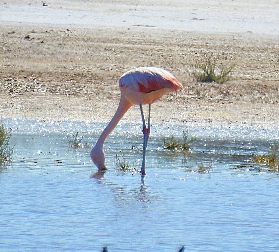 Chilean Flamingo - Daniel Lescano