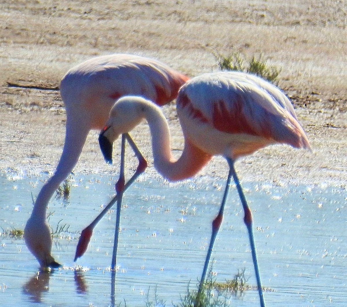 Chilean Flamingo - Daniel Lescano