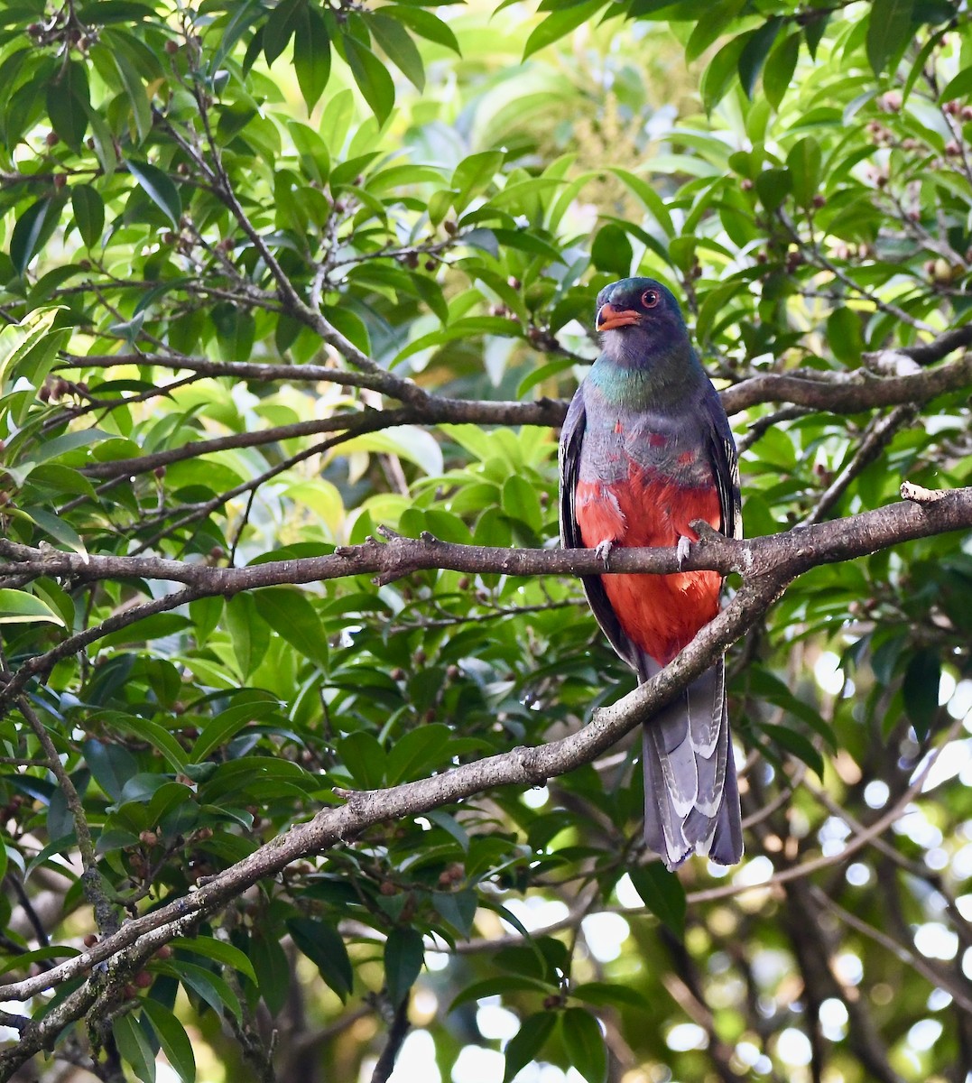 Slaty-tailed Trogon - mark perry