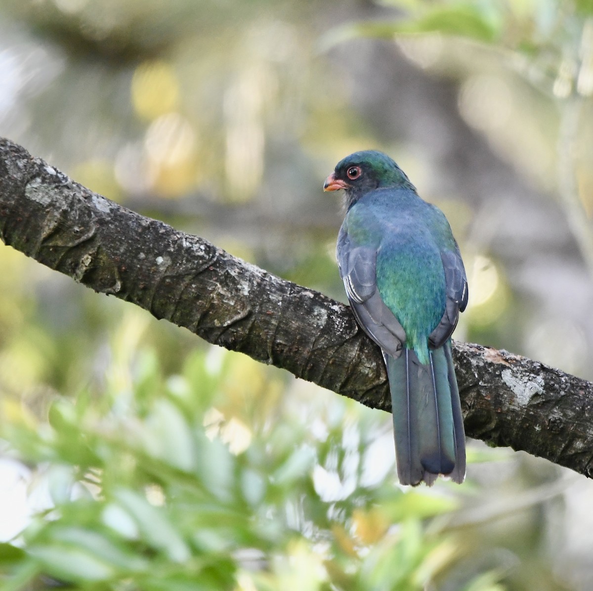 Slaty-tailed Trogon - mark perry