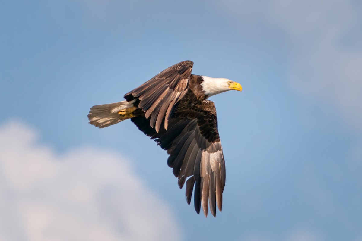 Bald Eagle - Rick Wilhoit