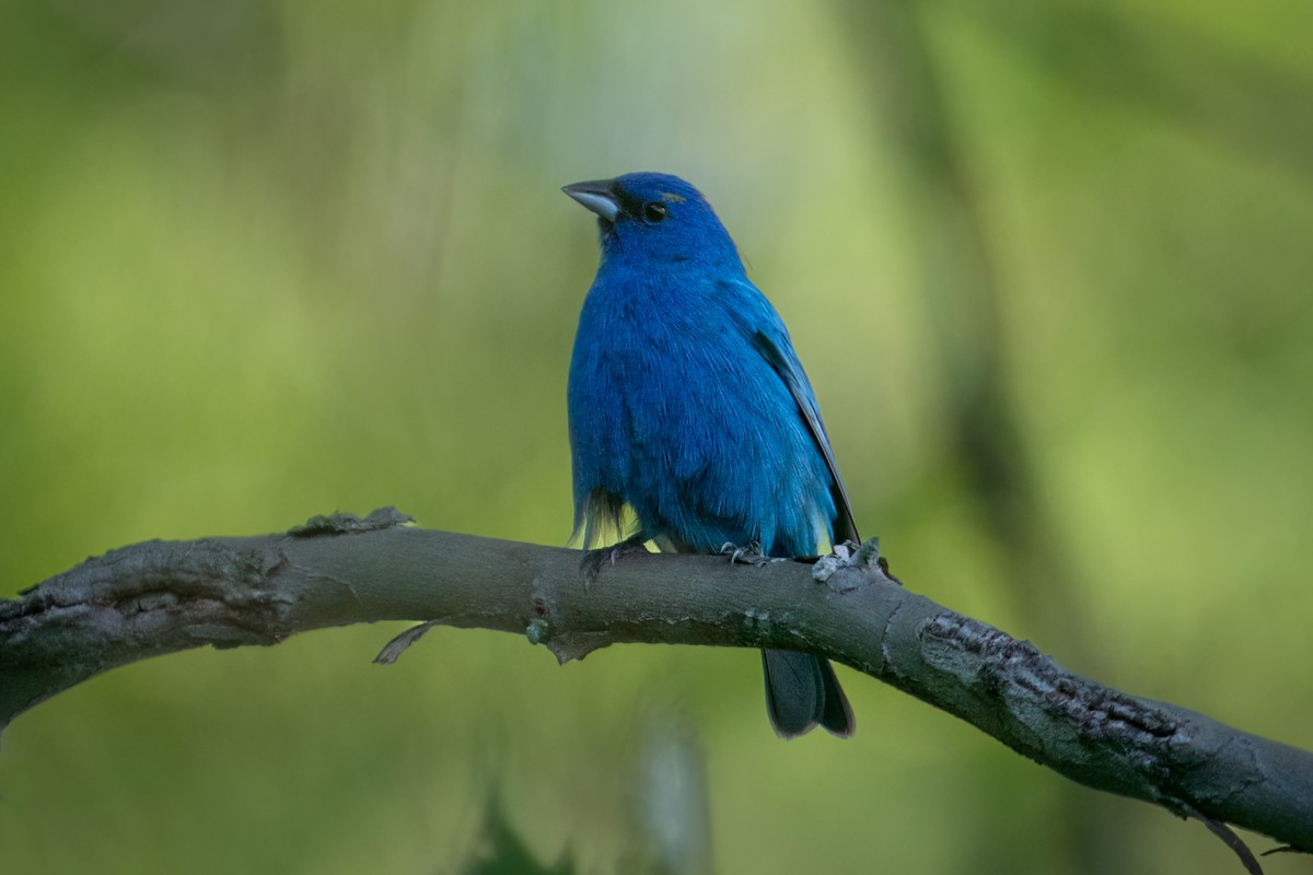 Indigo Bunting - Rick Wilhoit