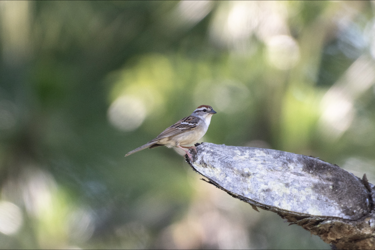 Chipping Sparrow - Lauren Davies