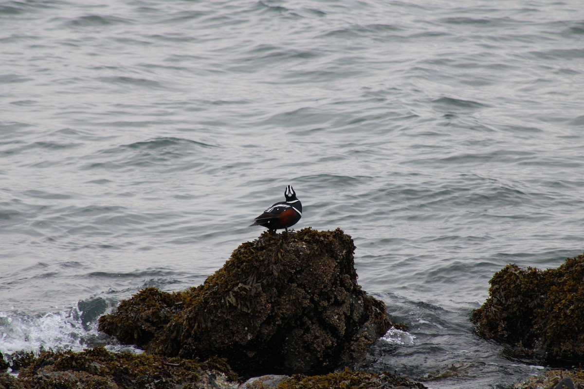 Harlequin Duck - Drew Check