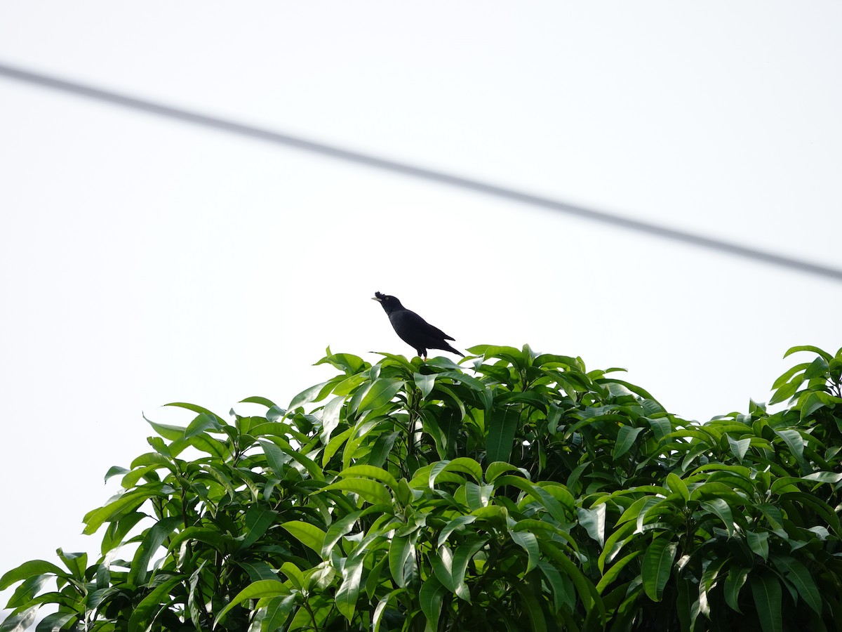 Crested Myna - 吳 宜叡