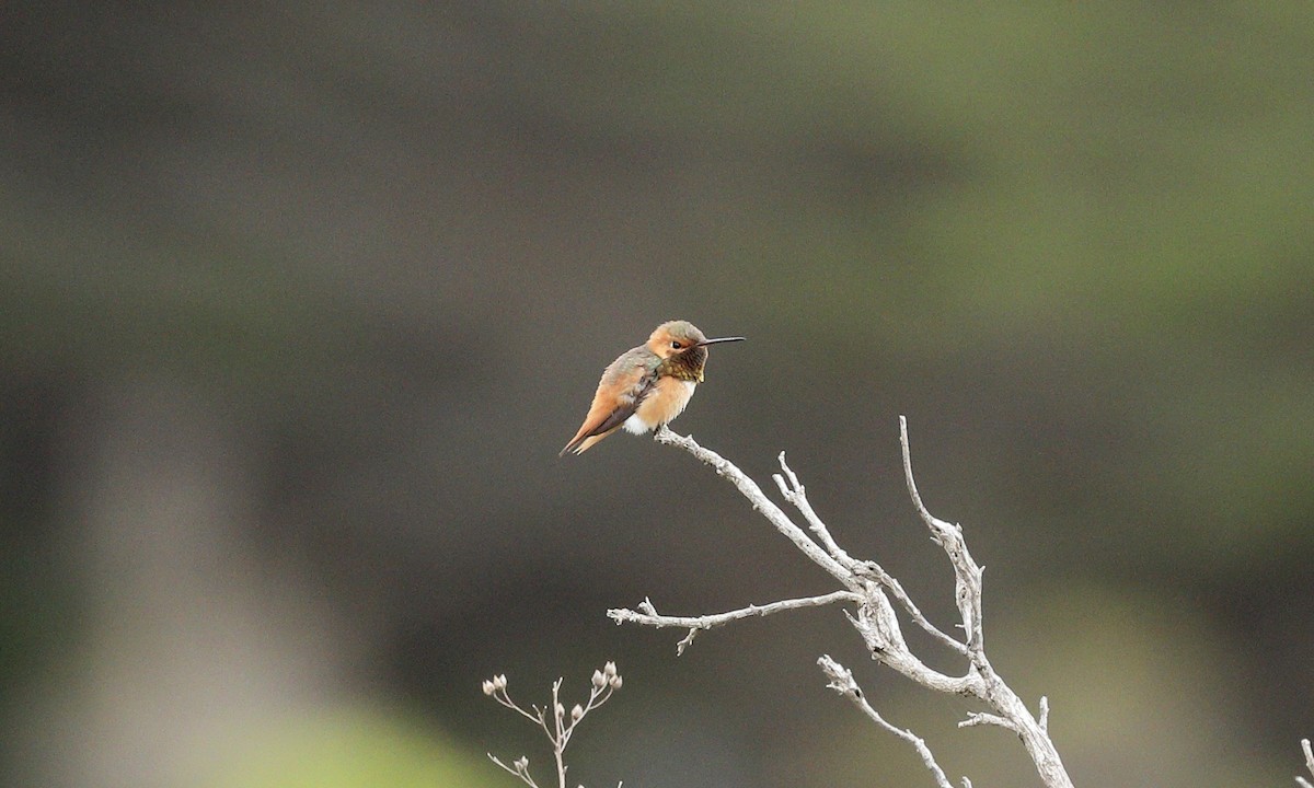 Allen's Hummingbird - Hampus Sandberg