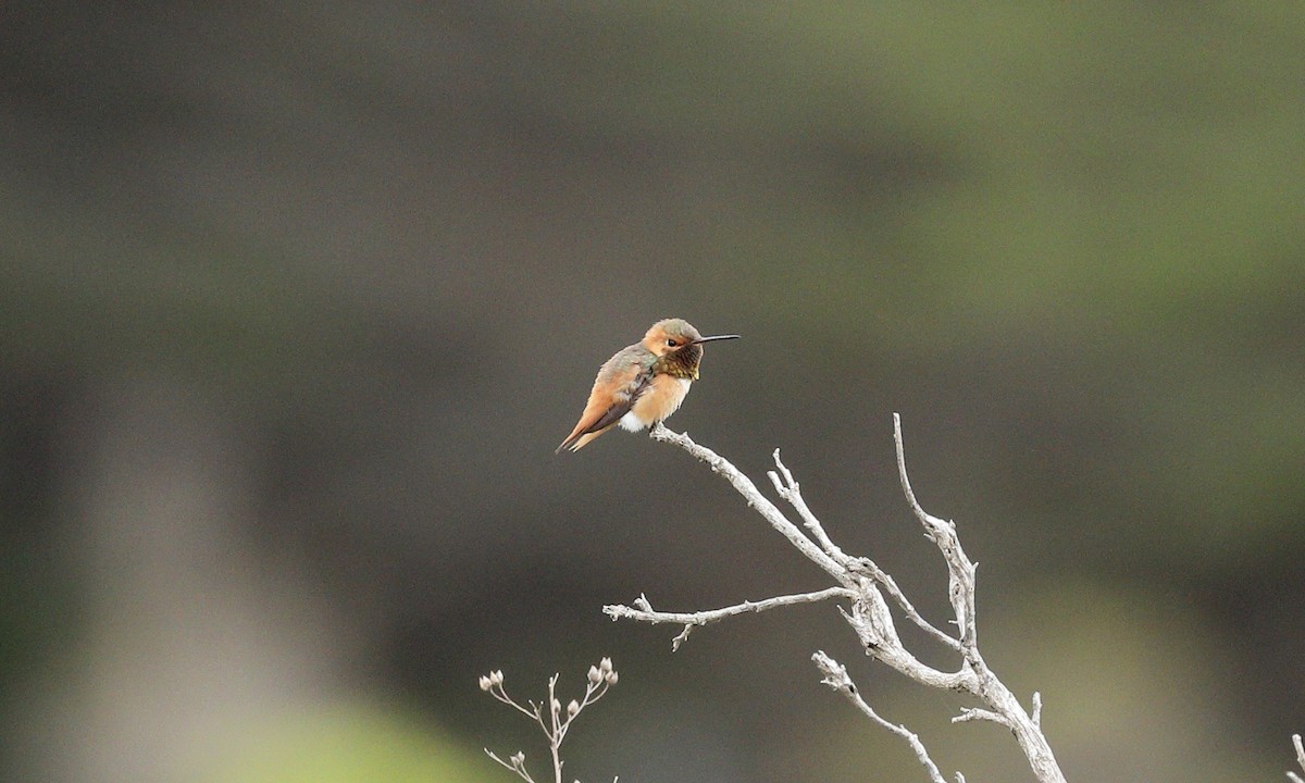 Colibrí de Allen - ML619431093