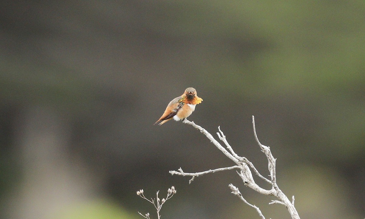 Allen's Hummingbird - Hampus Sandberg