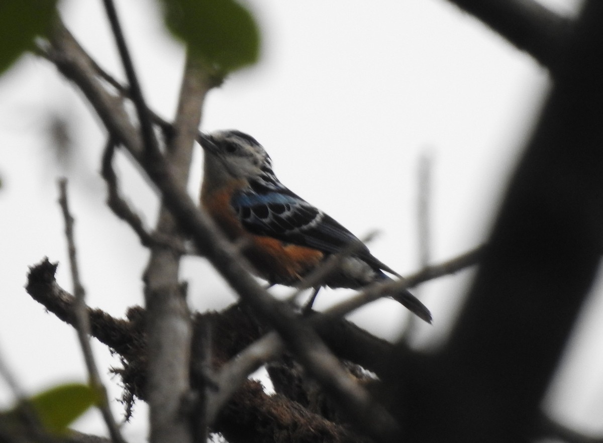 Beautiful Nuthatch - Suebsawat Sawat-chuto