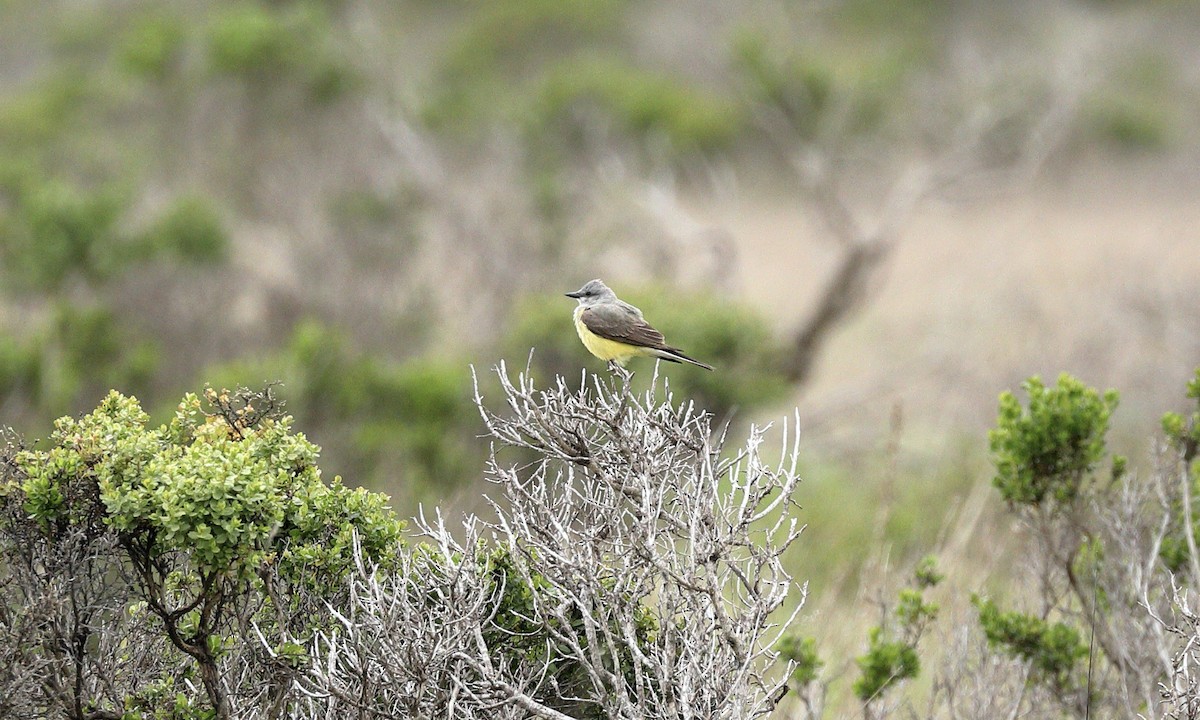 Western Kingbird - ML619431105