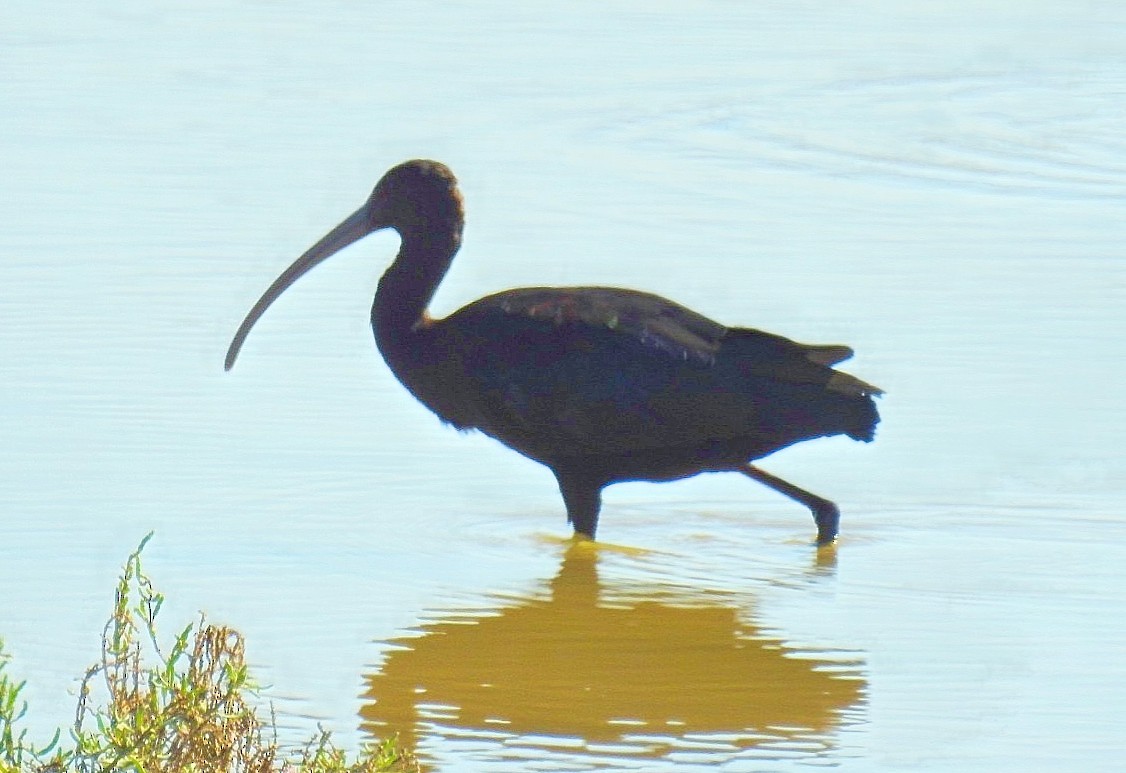 ibis americký - ML619431109