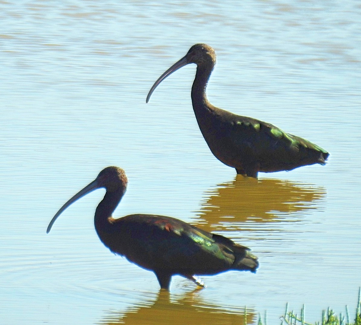 ibis americký - ML619431111