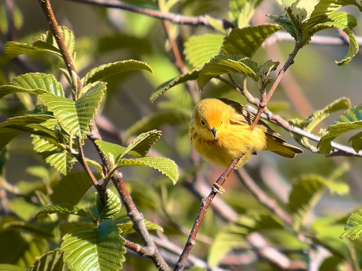 Yellow Warbler - Detlef Buettner