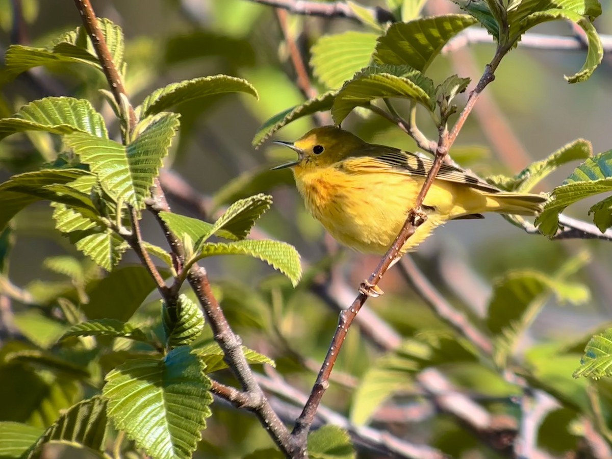 Yellow Warbler - Detlef Buettner