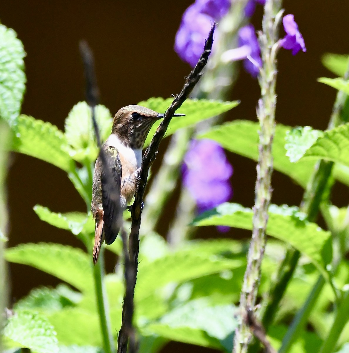 Scintillant Hummingbird - mark perry