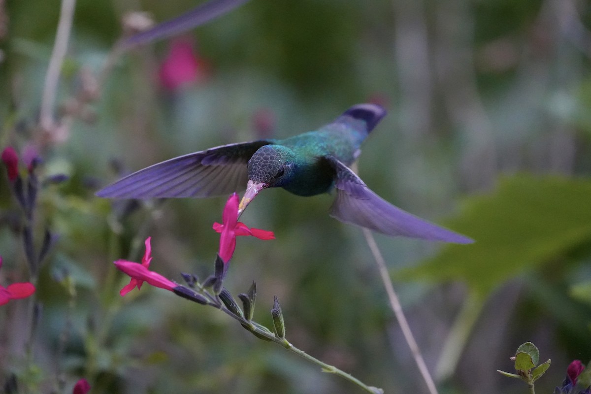 Broad-billed Hummingbird - Joe RouLaine
