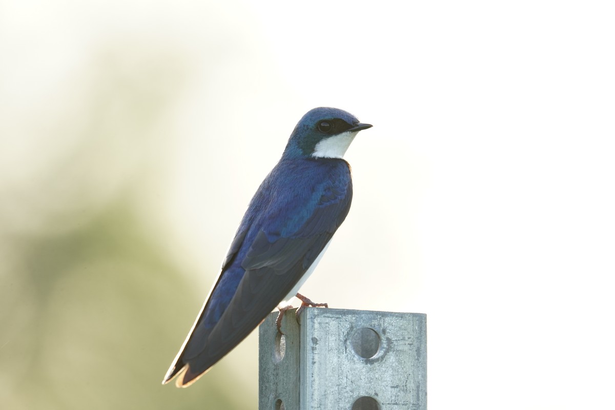 Tree Swallow - Ethan K