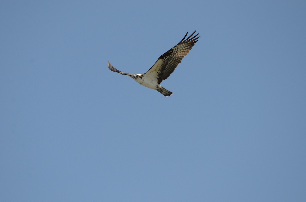 Águila Pescadora - ML619431150