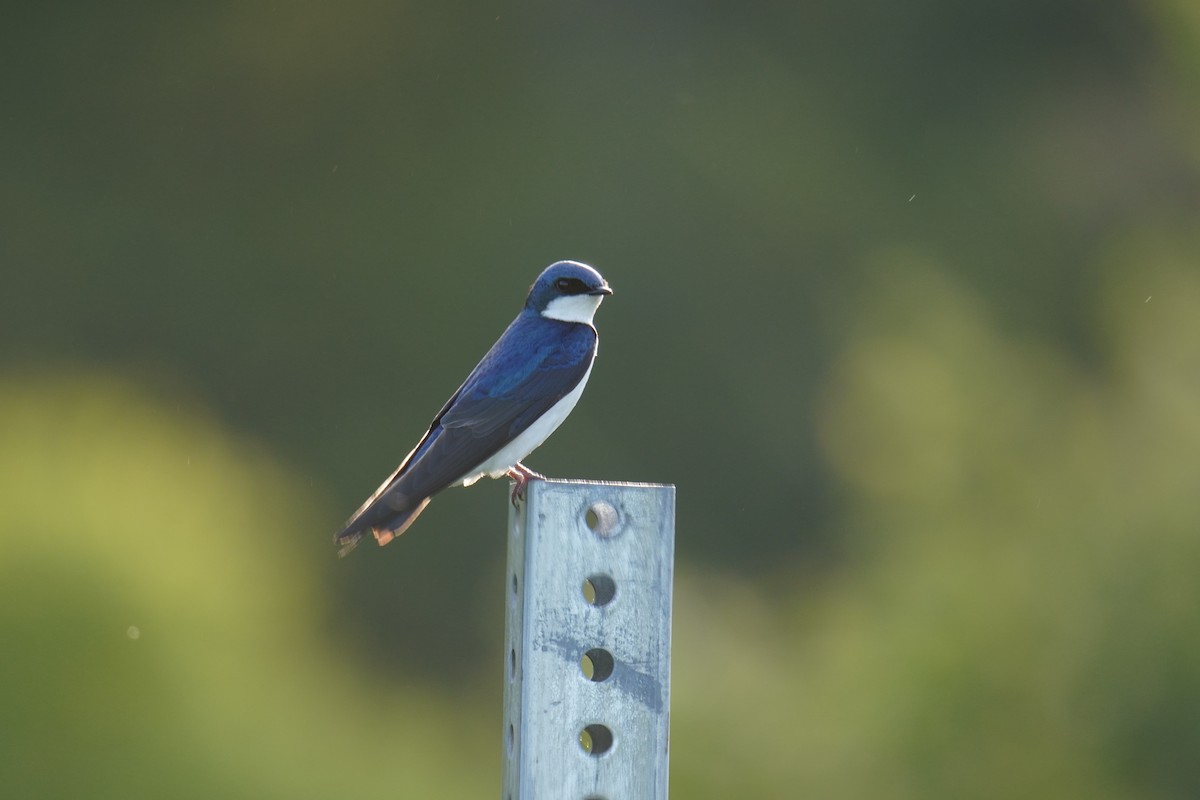 Tree Swallow - Ethan K