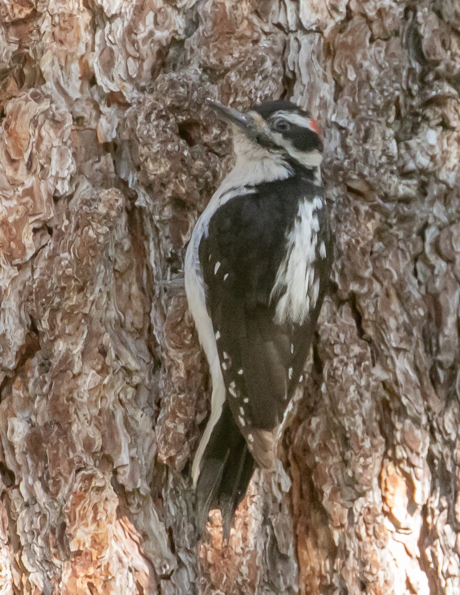 Hairy Woodpecker - Chris Tosdevin