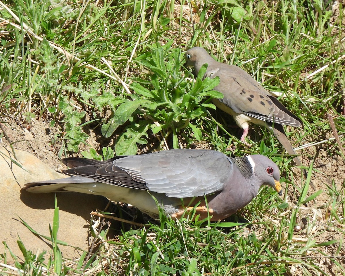 Band-tailed Pigeon - Michael I Christie