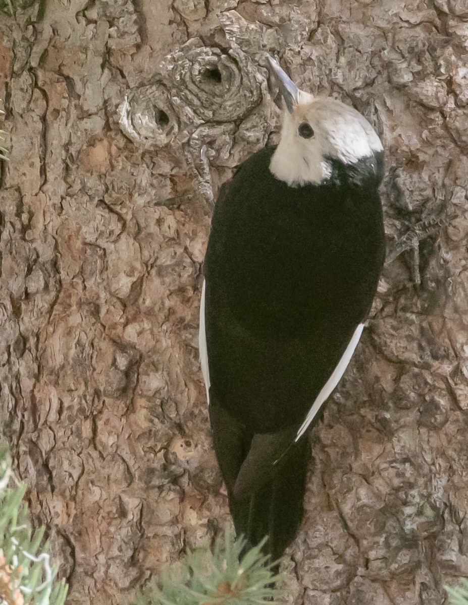 White-headed Woodpecker - Chris Tosdevin