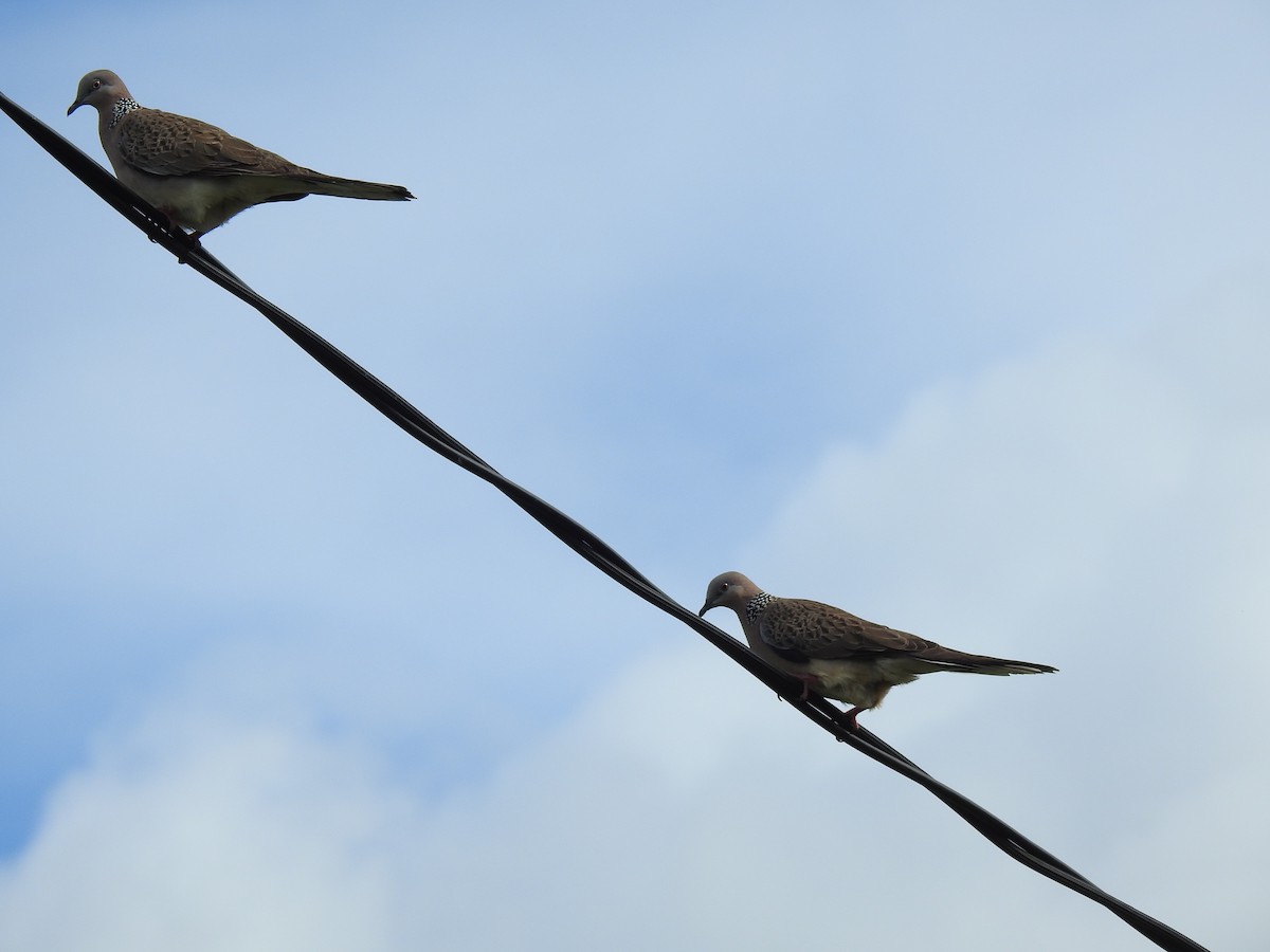 Spotted Dove - Monica Mesch