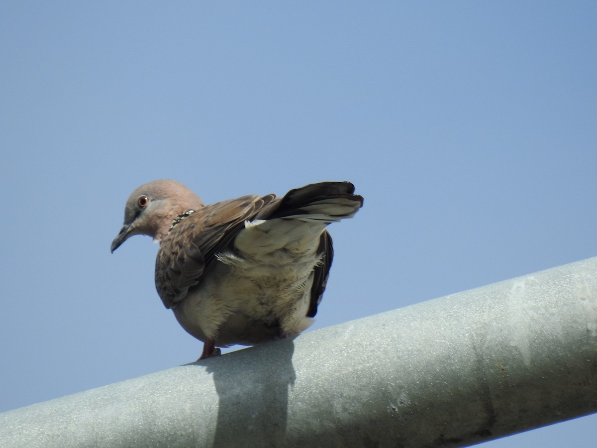 Spotted Dove - Monica Mesch