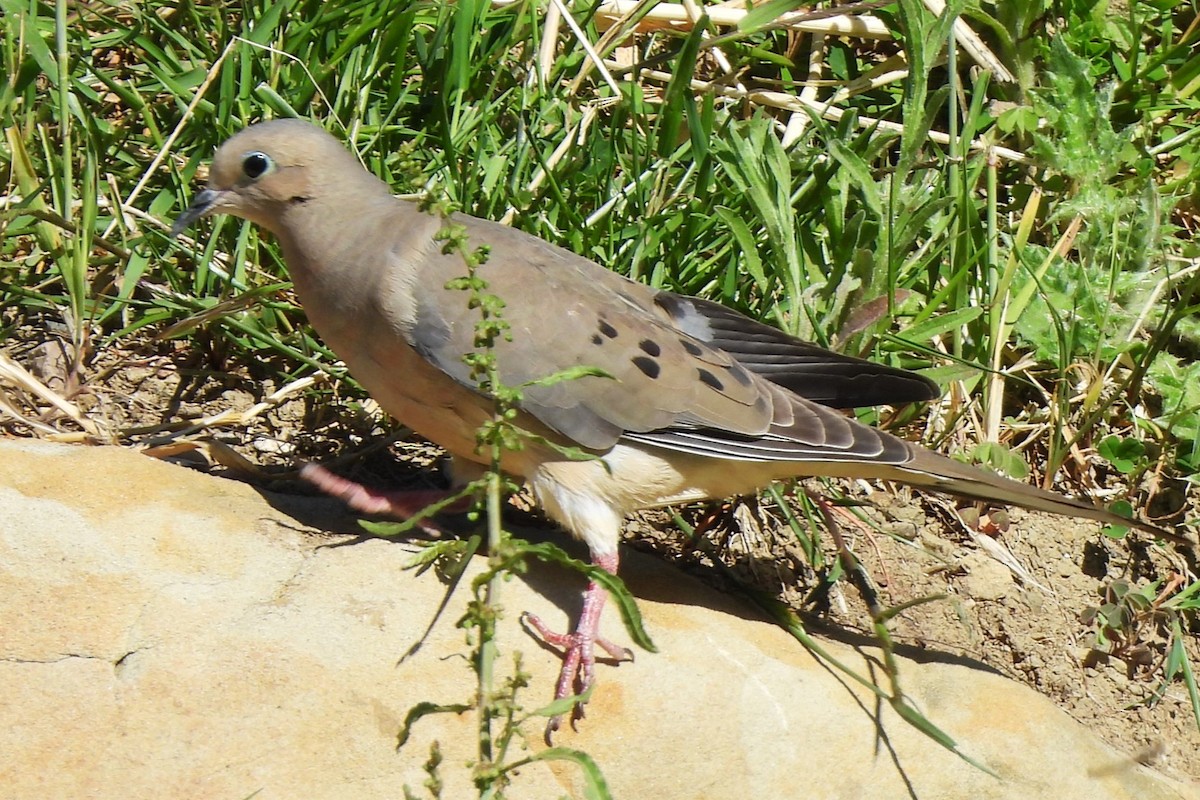 Mourning Dove - Michael I Christie