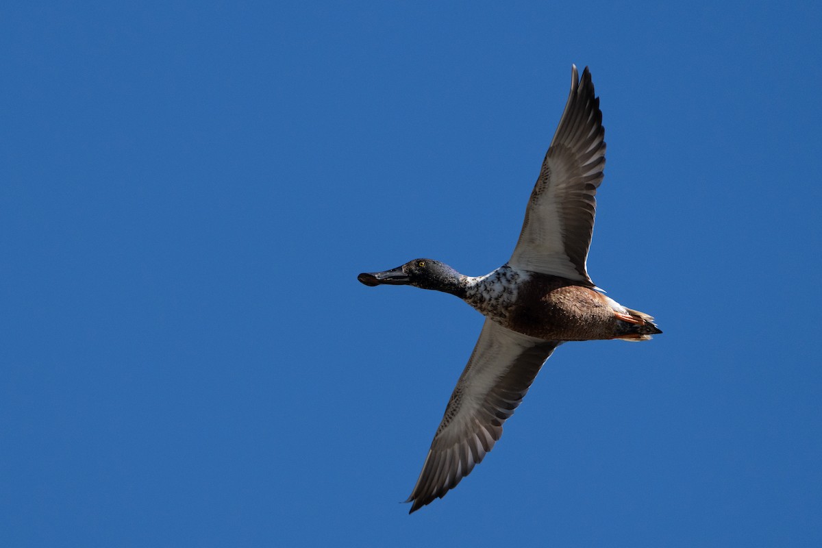 Northern Shoveler - Murthy Putrevu