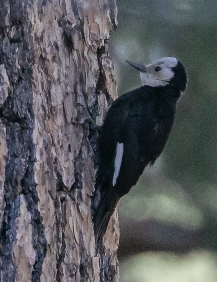 White-headed Woodpecker - Chris Tosdevin