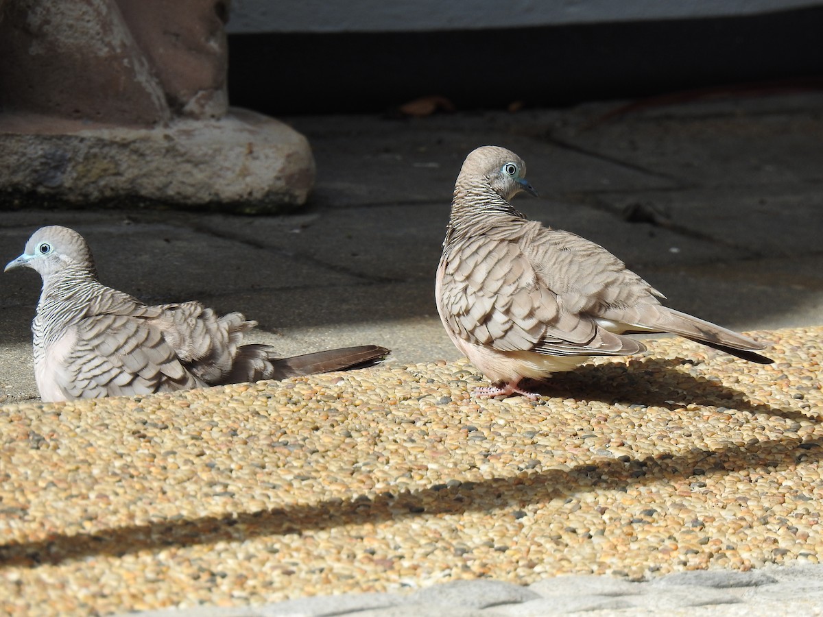 Peaceful Dove - Monica Mesch