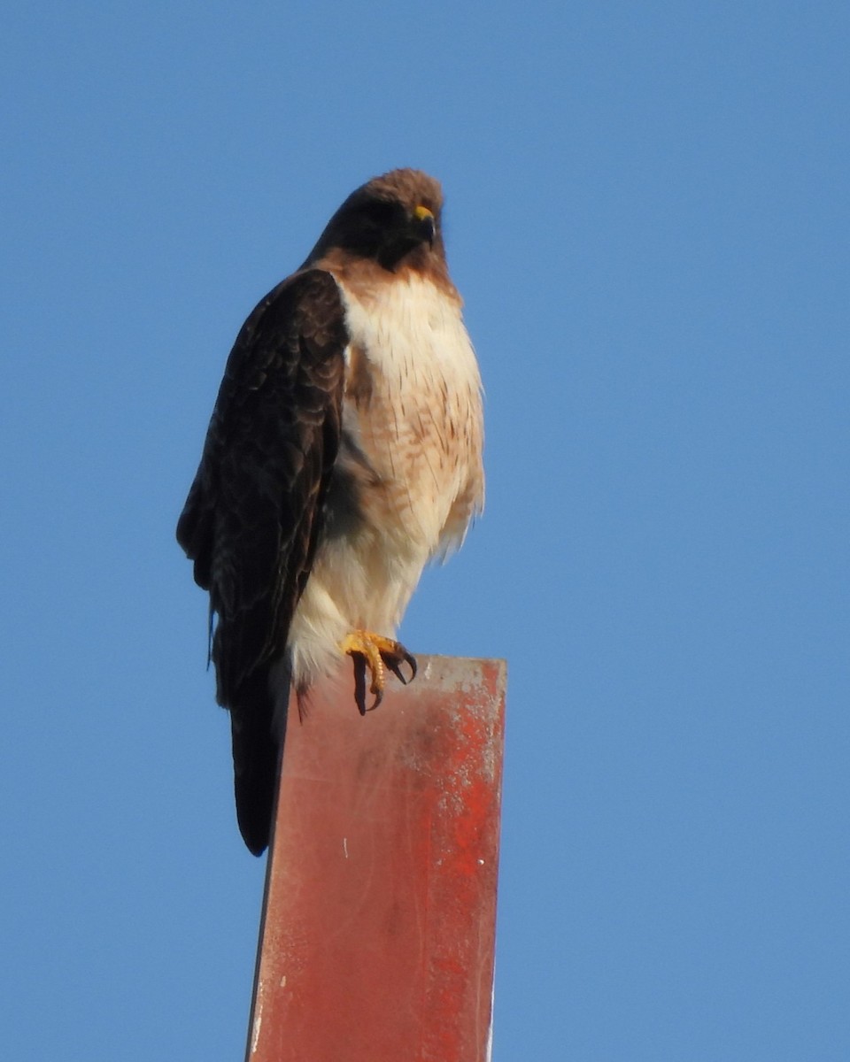 Red-tailed Hawk - Michael I Christie