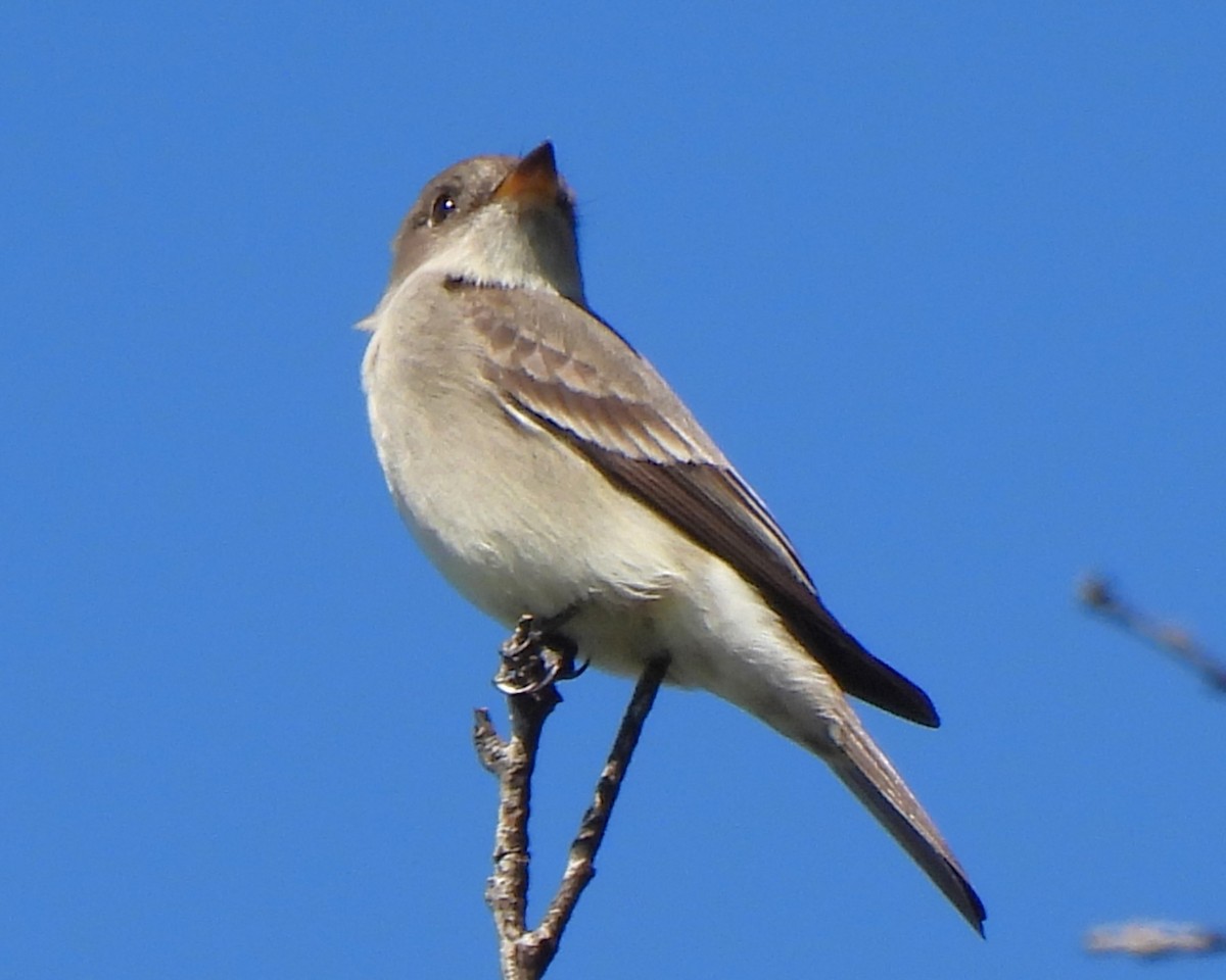 Western Wood-Pewee - Michael I Christie