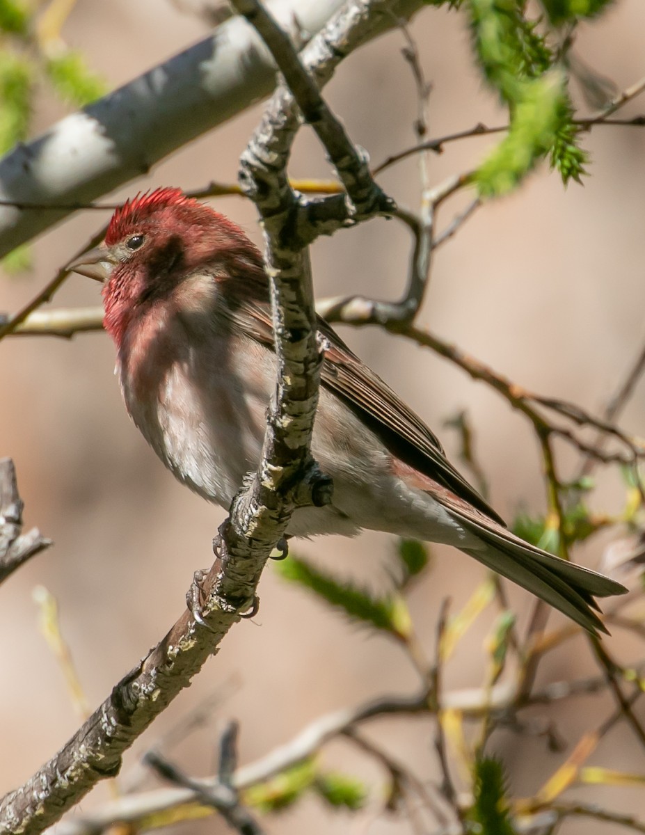 Purple Finch - Chris Tosdevin