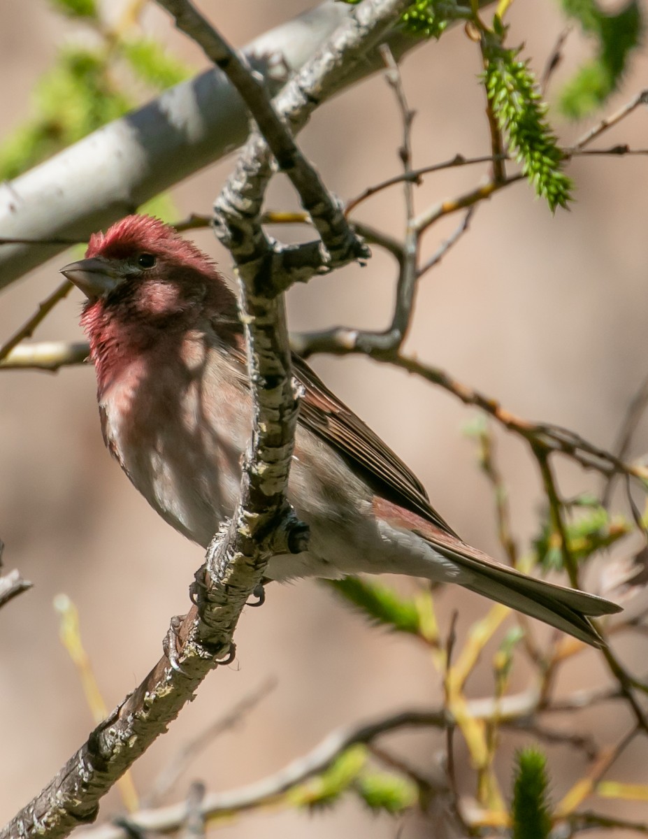 Purple Finch - Chris Tosdevin