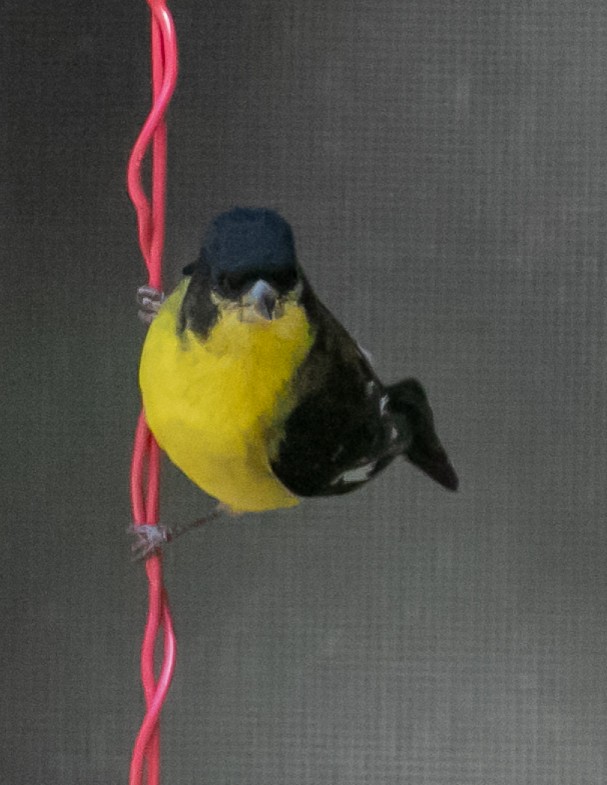 Lesser Goldfinch - Chris Tosdevin