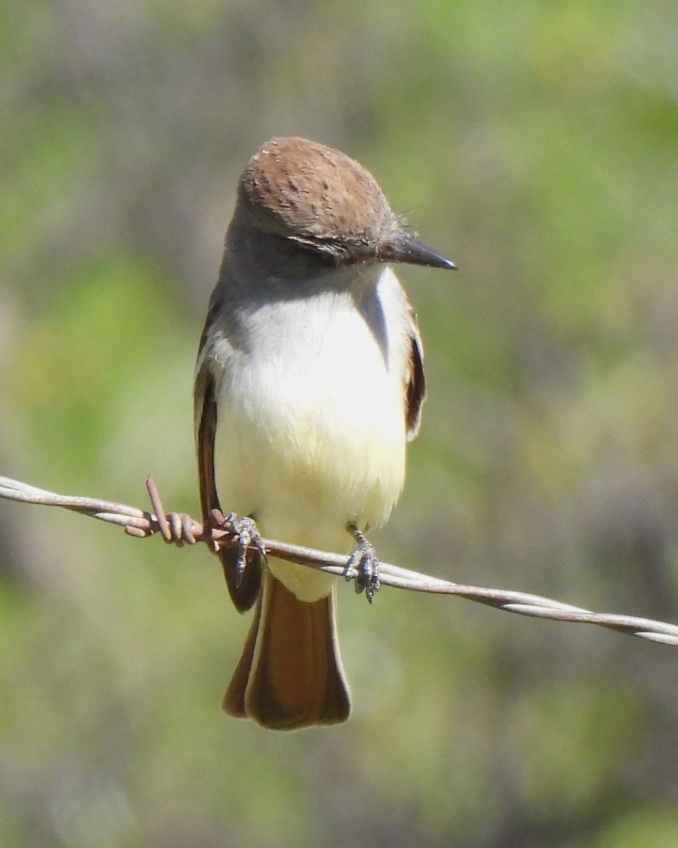 Ash-throated Flycatcher - Michael I Christie