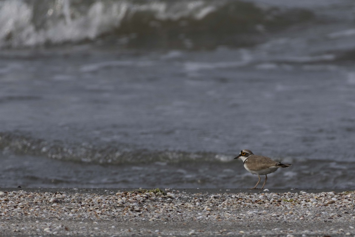 Little Ringed Plover - Pantea Golzari