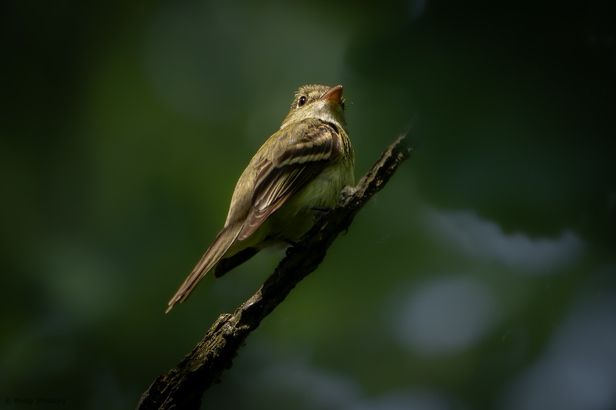 Acadian Flycatcher - Phillip Stosberg